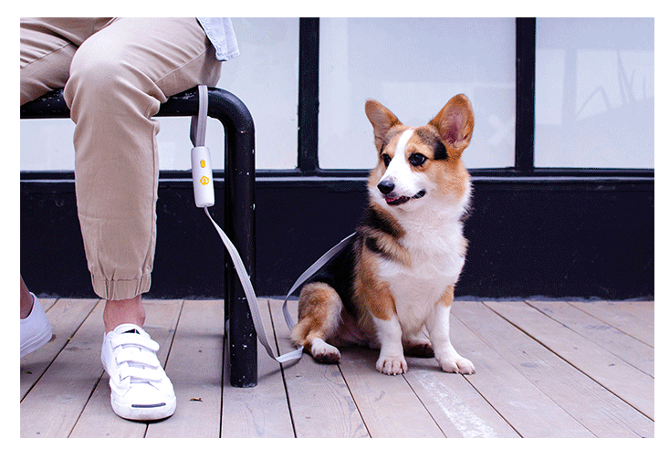 Elastic Bungee Dog Leash With One Button Lock