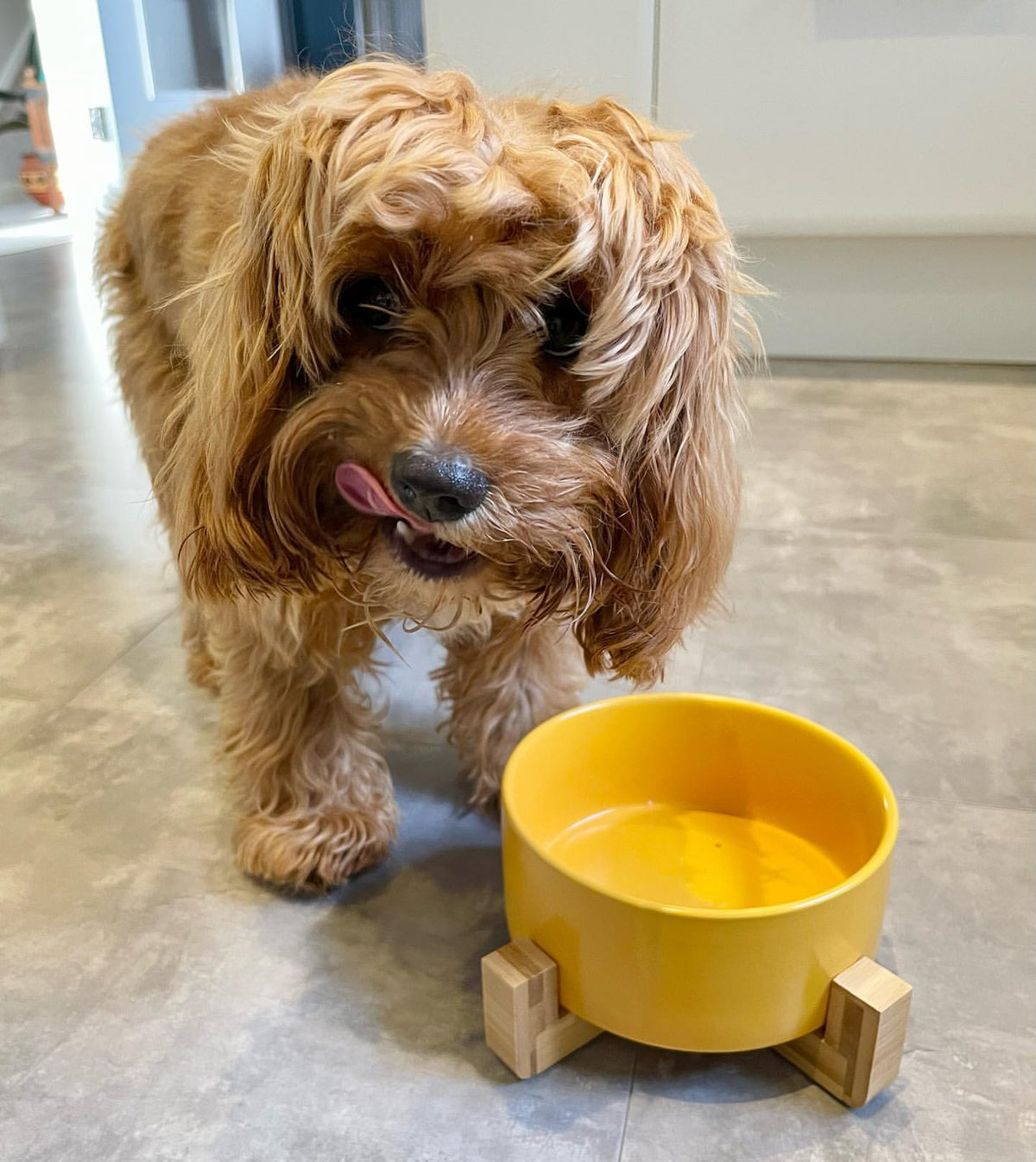 Ceramic Pet Bowl With Bamboo Stand, Six Colours