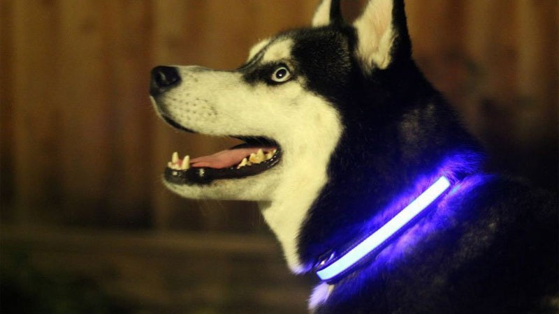 LED Light Up Dog Collar, Sizes M to XL