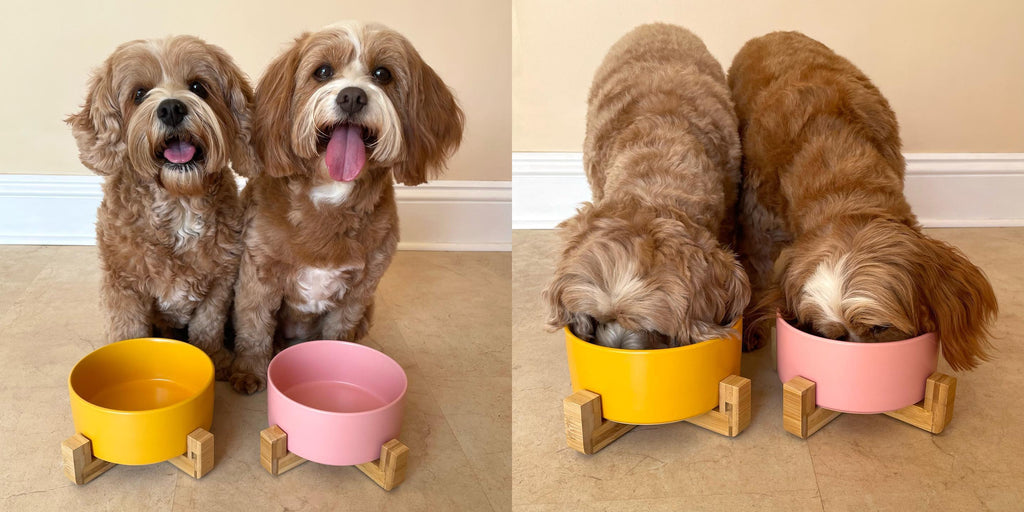 Ceramic Pet Bowl With Bamboo Stand, Six Colours