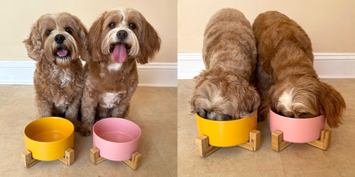 Ceramic Pet Bowl With Bamboo Stand, Six Colours
