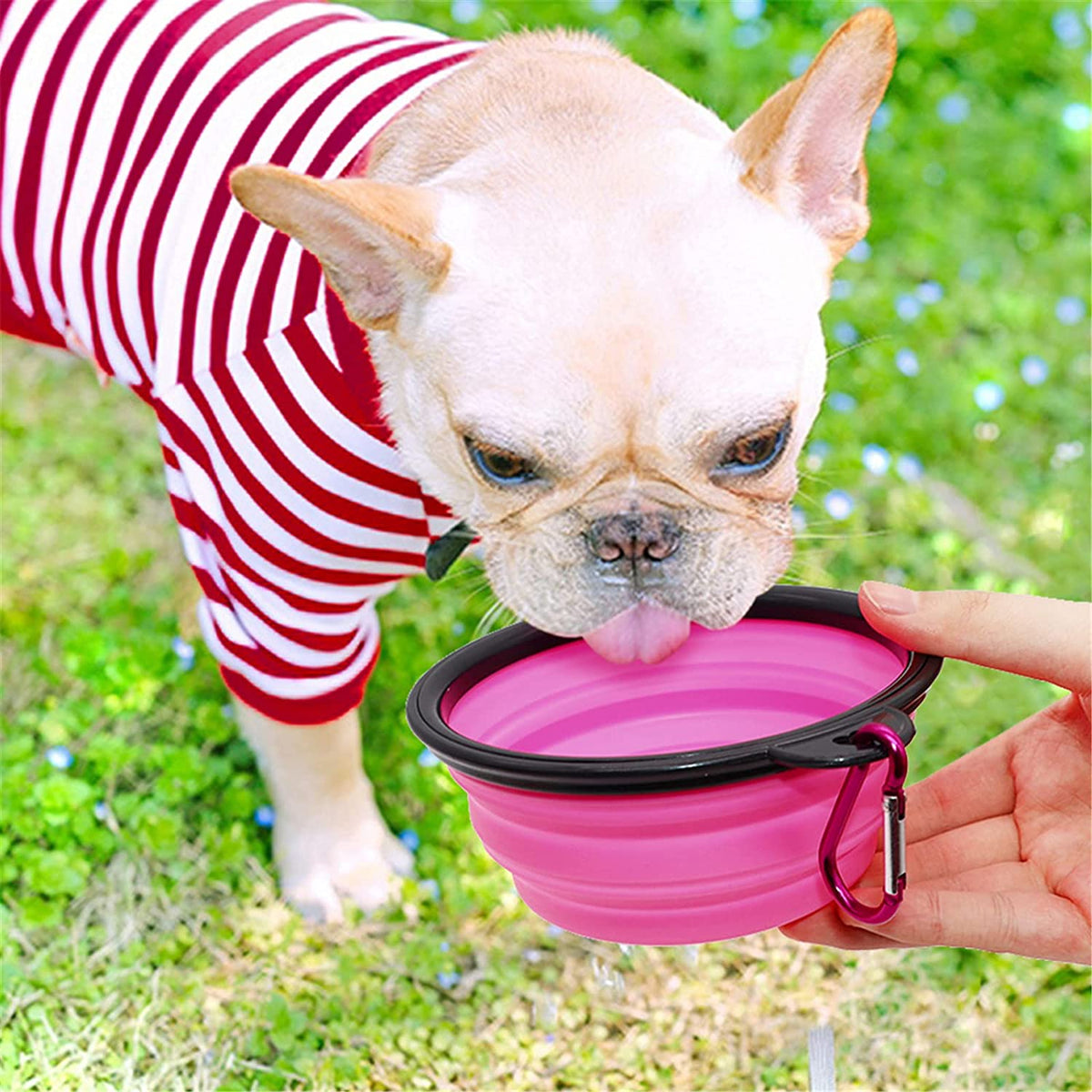Collapsible Travel Dog Bowl, 12 oz, Set of 5, Purple