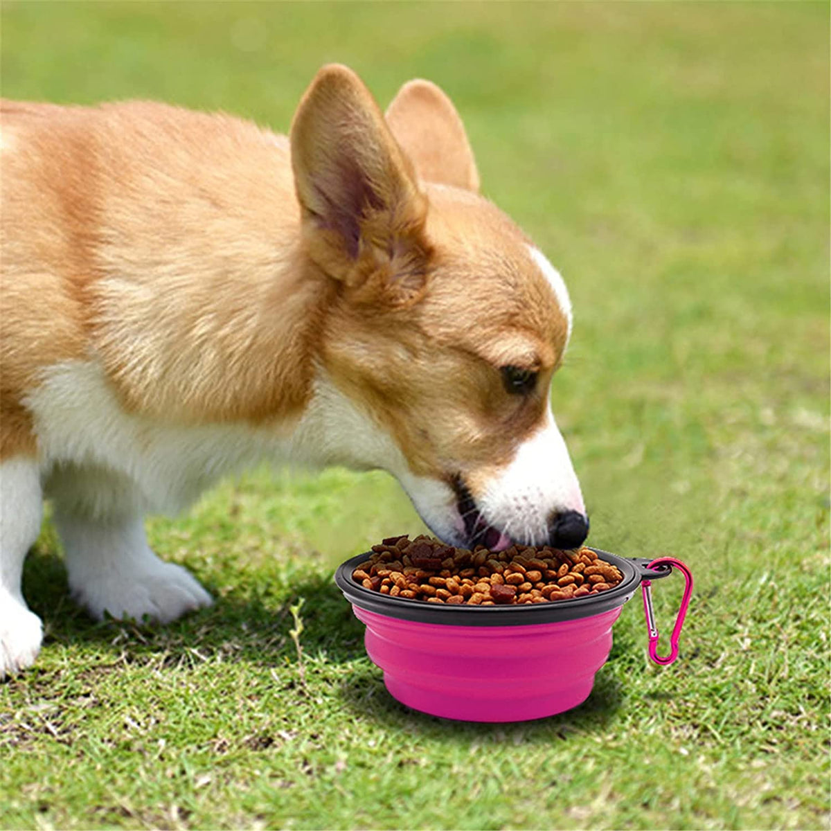 Collapsible Travel Dog Bowl, 12 oz, Set of 5, Purple