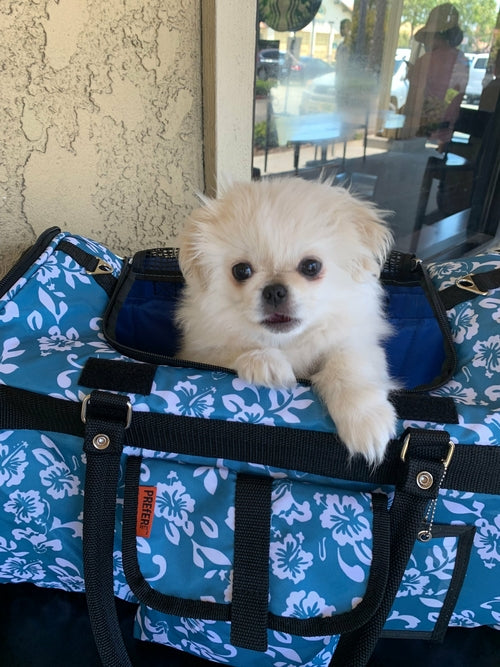 Hideaway Duffel Pet Carrier With Sound Barrier, Standard