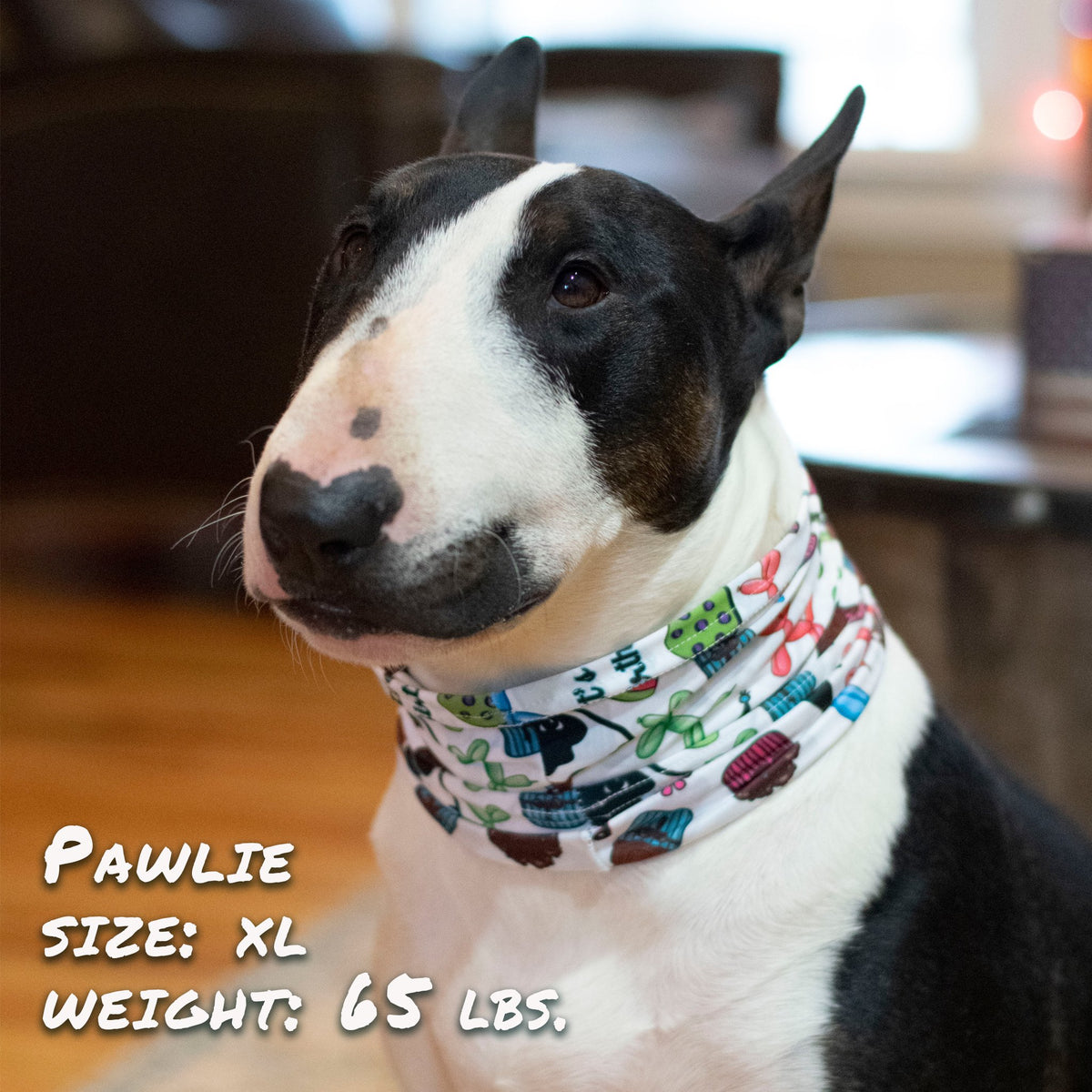 Birthday Print Stretch Dog Neck Scruff