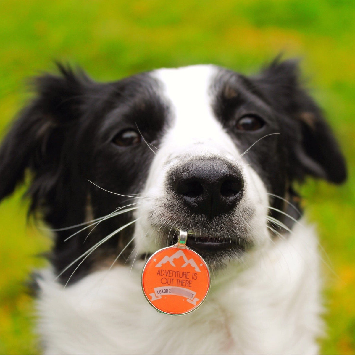 Adventure Is Out There Personalized Dog ID Tag