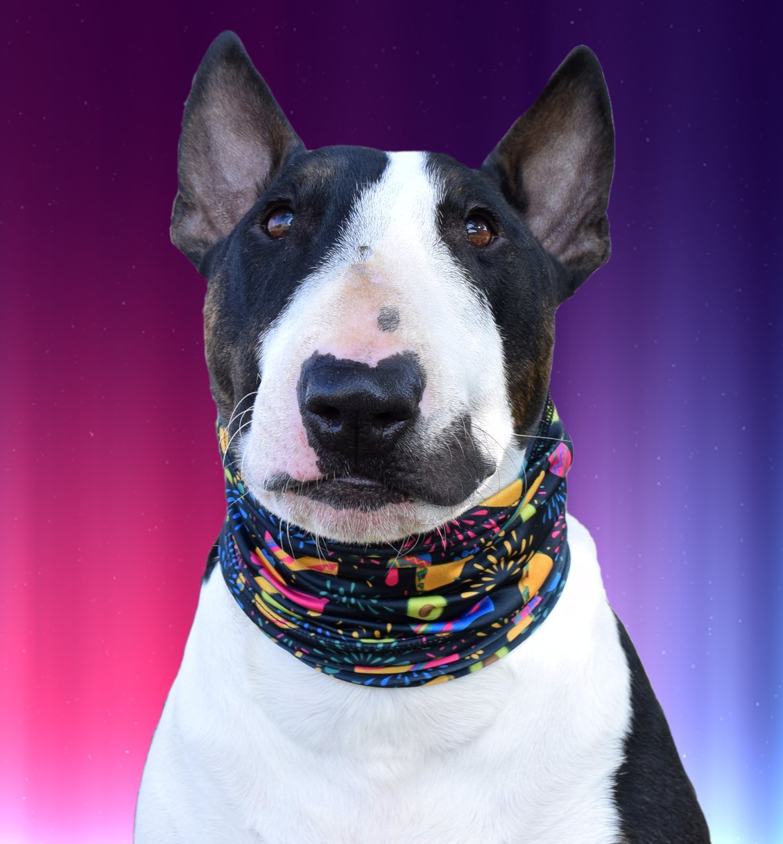 Taco Print Stretch Dog Neck Scruff