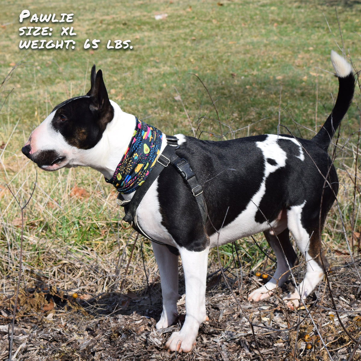 Taco Print Stretch Dog Neck Scruff